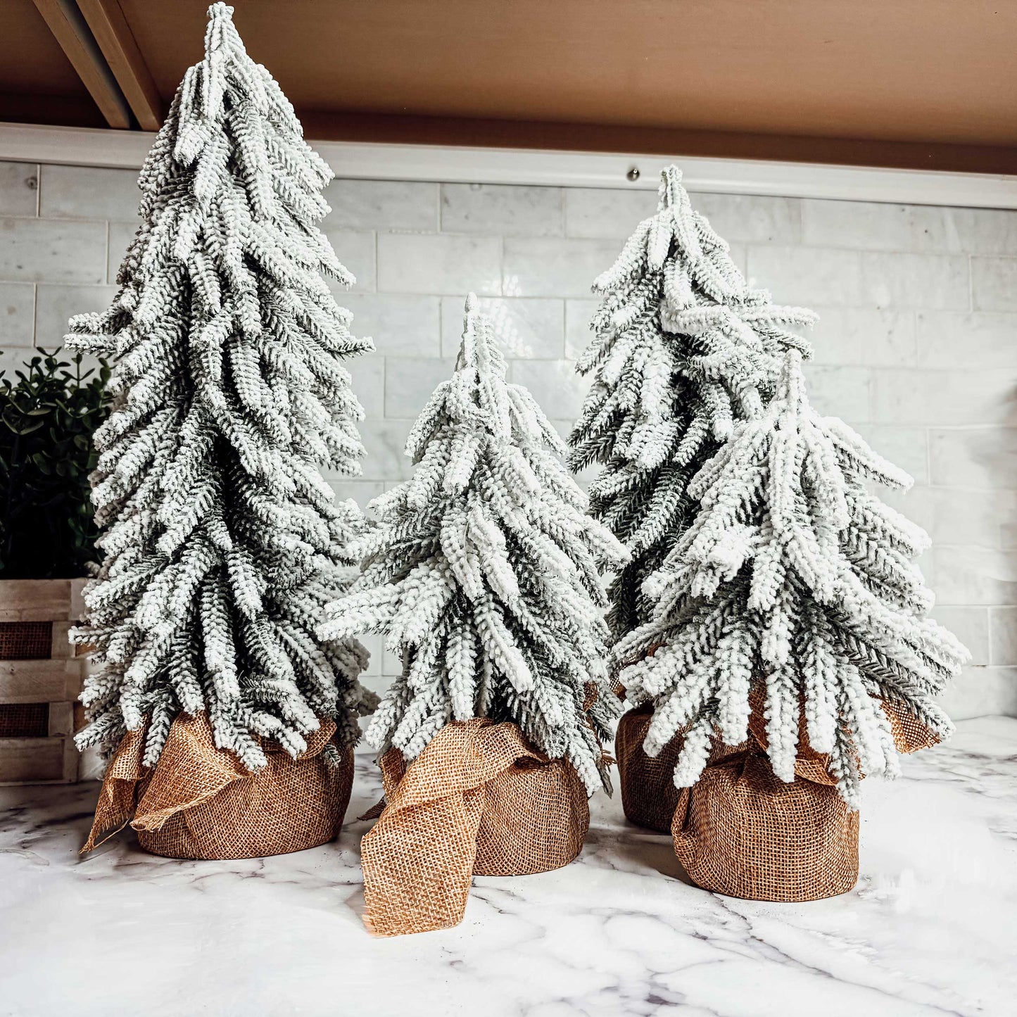 Snow Trees PRE-ORDER