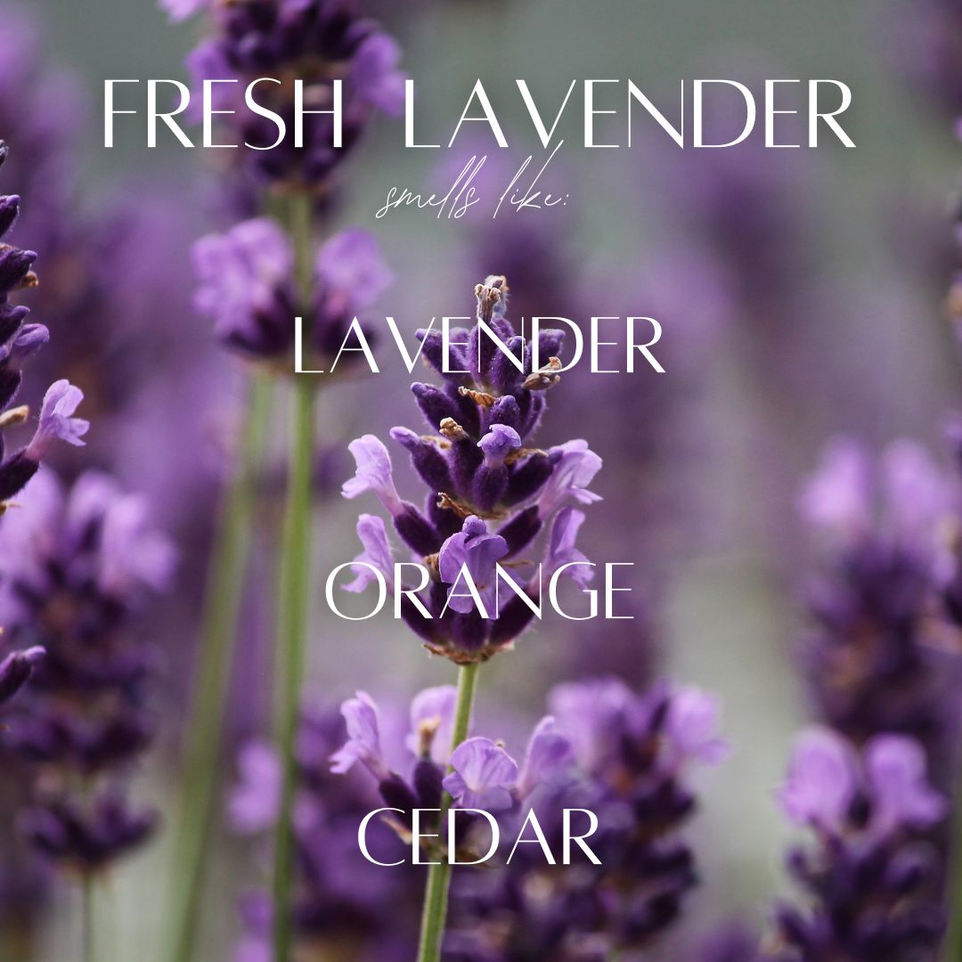 Fresh Lavender - 7 Wick White Wood Dough Bowl Soy Candle