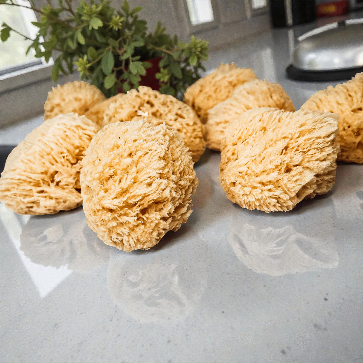 Dead Sea Sponge