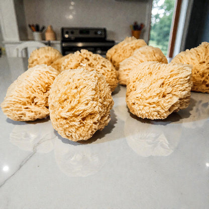 Dead Sea Sponge